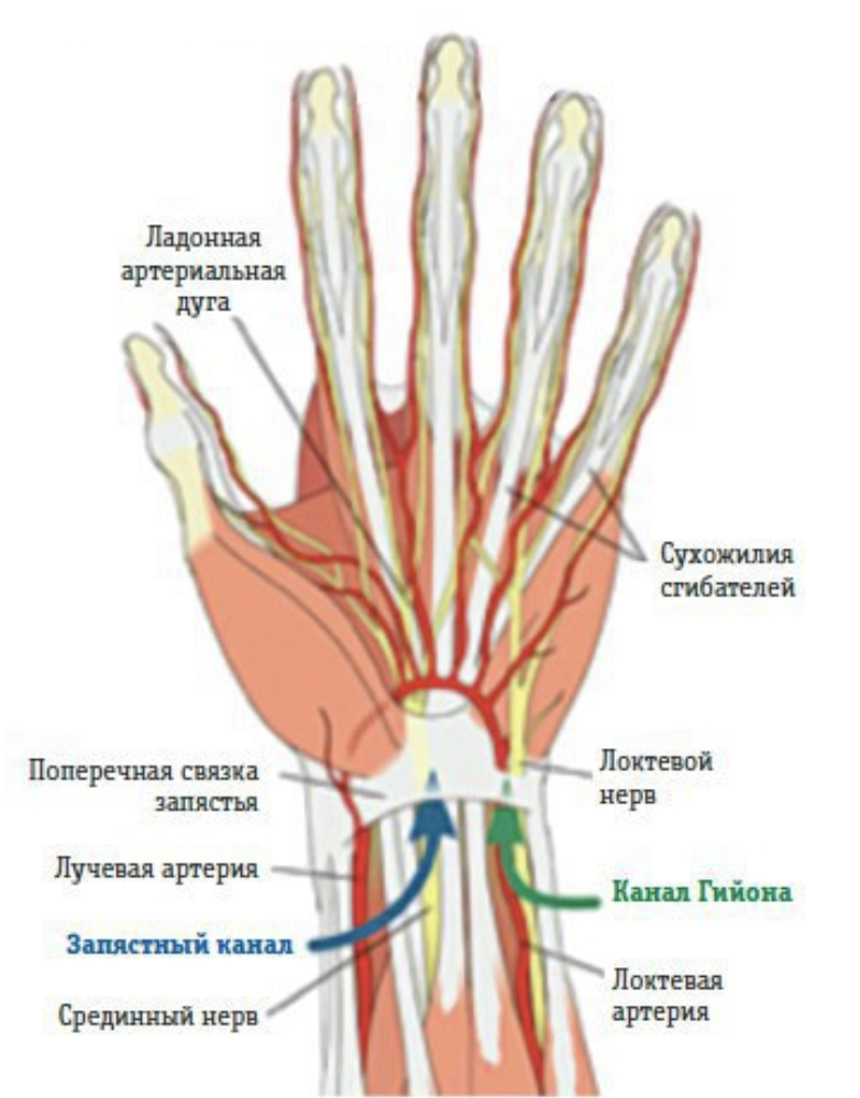 Почему немеет левая рука что делать. Нерв большого пальца руки. Артериальные дуги ладони. Нерв мизинца и безымянного пальца.