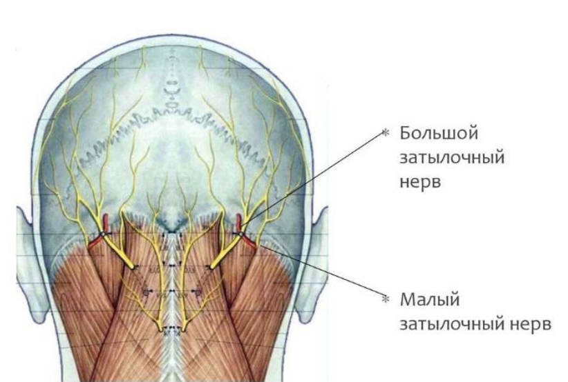 Левая часть затылка. Затылочный нерв иннервация. Подзатылочные мышцы и нервы. Нейропатия затылочного нерва блокада. Мышцы основания черепа.