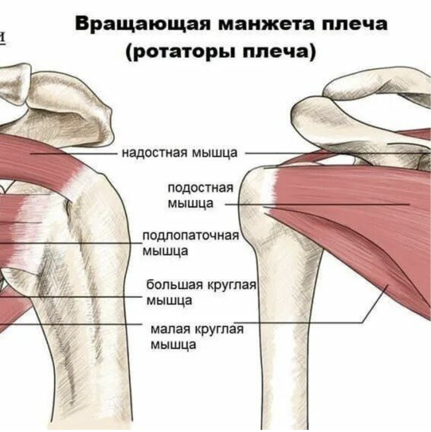 Разрыв надостного сухожилия плечевого сустава лечение. Вращательная манжета плечевого сустава анатомия. Ротаторная манжета. Ротаторная манжета плечевого сустава мышцы. Ротаторная манжета плечевого сустава анатомия и функции.