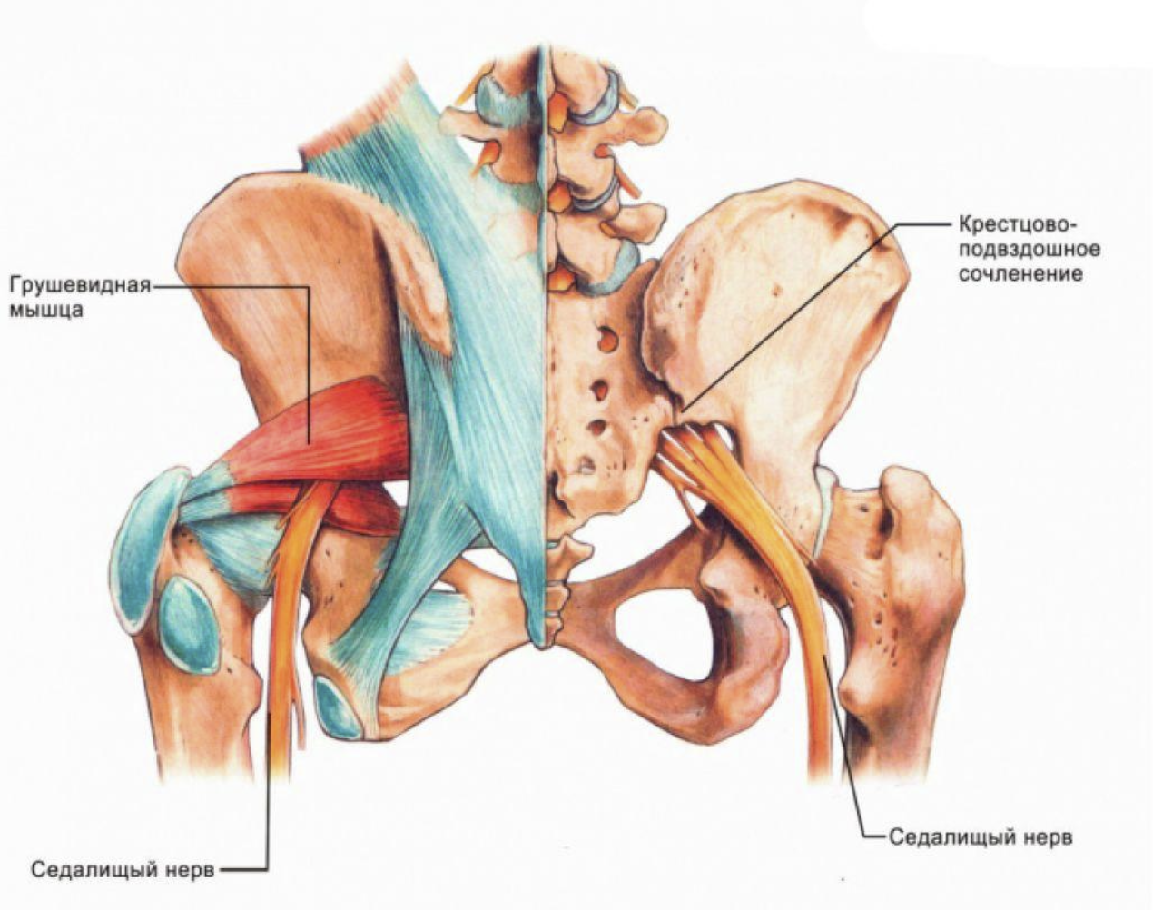Подвздошная кость лечение. Строение мышц таза седалищный нерв. Строение тазобедренного сустава с мышцами и связками. Тазобедренный сустав анатомия грушевидная мышца.