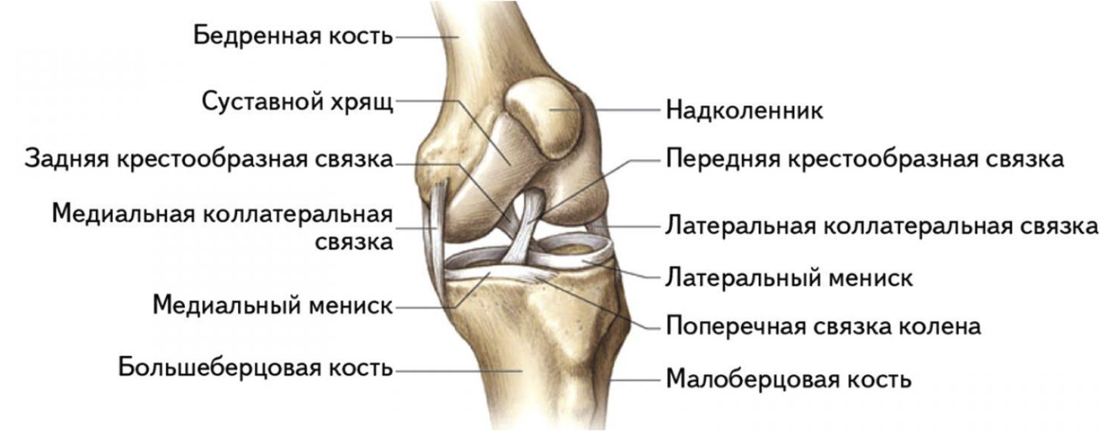 Связи коленного сустава. Коленный сустав строение анатомия связки. Суставной хрящ большеберцовой кости. Коленный сустав анатомия вид сбоку. Поперечная связка коленного сустава анатомия.